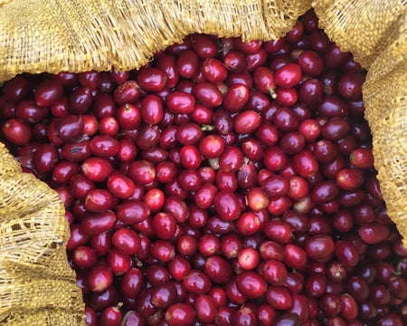 KOMODO ORGANIC SWP - DECAF