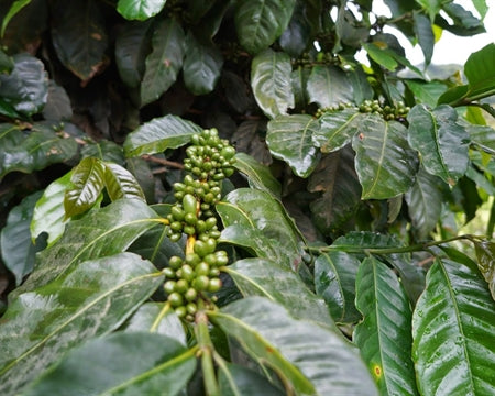 KOMODO ORGANIC SWP - DECAF