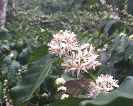 KOMODO ORGANIC SWP - DECAF