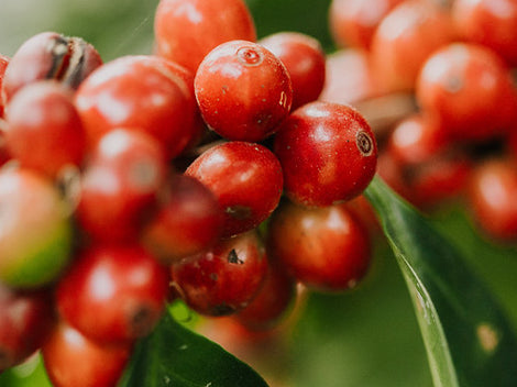 PANAMA GEISHA NATURAL ANSELMITO ESTATE